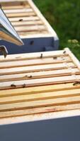 Unrecognizible beekeeper pulls off honeycombs with special instrument. Man works with beesmoker. from above. Vertical video