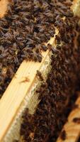 Many honeycombs inside hive. Working bees fly over wooden hives. Selective focus from above. Closeup. Vertical video