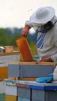 Beekeeper in protective clothes holds a honey cell with bees in hands. Apiculture. Apiary. Vertical video
