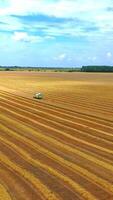Summer wheat harvesting. Working rye harvester combine machines on gold wheat fields. from above on wide distance. Vertical video