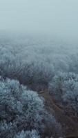 Beautiful view of a forest near the river. Beautiful trees covered with white snow. Long river flowing in the forest in winter. Drone view. Vertical video