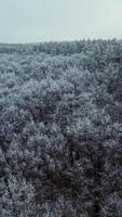 Panoramic view of thick forest in winter. Fantastic landscape of nature with snowy white trees. Top view of trees covered with frost. Aerial view. Vertical video