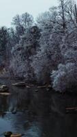 Shallow river near winter forest. Aerial drone view of snowy trees near the river. Trees covered by frost in winter season. Vertical video