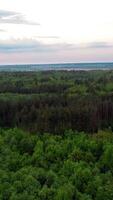 Beautiful landscape of natural background of green trees in the forest. Bird's flight view of the tops of trees in summer. Camera moves forward. Vertical video