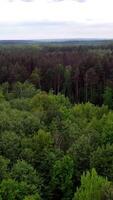 Natural panoramic view of the forest after the rain. Flight over the tops of various trees in woodland outdoors. Motion camera forward. Vertical video