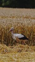 Close-up bird stork walking on golden field. One beautiful stork walk carefully along the straw on the background of wheat spikelets in a sunny day. Vertical video