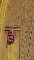 Top aerial view of combine working in golden field. Beautiful view of natural field background and agricultural machine gathering harvest in a sunny day. Slow motion. Vertical video