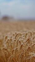 Close-up of yellow spikelets in a wheat field. Wheat field in a sunny summer day. Golden wheat field blowing by the wind. Vertical video