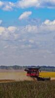 Combine harvester is working at wheat field. Harvesting process on the background of natural scenery in summer. Agricultural concept. Vertical video