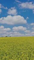 Beautiful view of farming landscape in daytime. Agricultural field of wheat growing in spring under beautiful sky. Camera moves forward. Vertical video