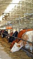 Interior of a modern farm with cows. Two row of dairy cows eating hay in a cowshed. Concept ecology, bio products. Vertical video