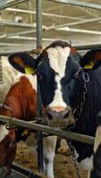 Dairy cows in the cowshed. Row of beautiful cows in a row tied in a stall. Farming concept of livestock in a modern farm background. Vertical video