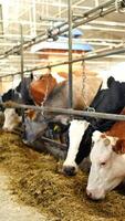 Beautiful cows in a row eating dry grass in a modern cowshed. Livestock feeding in a stall. Farming concept. Vertical video