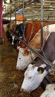 Row of cows eating hay in a cowshed. Back view of tractor scattering out dry hay for dairy cows inside the farm barn. Vertical video