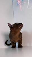 Small kitten sniffs something on shelf and plays with colorful feathers. Cat curiously looks up. Front . Vertical video