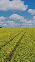 Drone fly over the field in spring. Plantation field of farmland under the blue sky with white clouds. Motion camera to the left. Vertical video