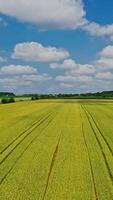 Amazing view of green field opens on the agriculture farming. Aerial view over the farmland of young wheat in a daytime. Motion camera back. Vertical video