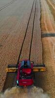 Red harvesting machine harvests crop in endless field. Dry wheat in field. from above on working technic. Vertical video