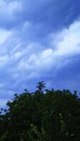Strong wind shakes big green tree tops at summer day. The wind moving branches of trees on the background of cloudy sky before the rain. Vertical video