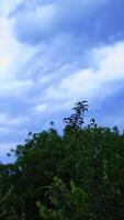 Trees are shaking by the wind under the blue sky with white clouds outdoors. View of the tops of green trees with the branches blowing from a strong wind. Vertical video