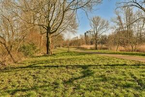 A path in a park with trees and grass photo
