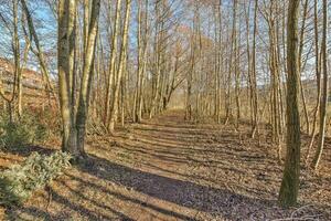 A path through a wooded area with trees photo