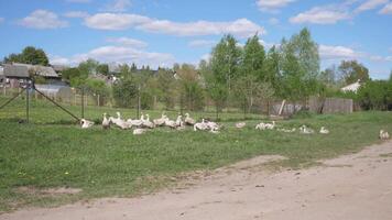 A flock of geese in a village in Russia or Belarus in summer on a meadow background 4k video