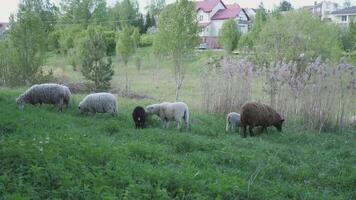A flock of sheep is sown in a meadow in summer video