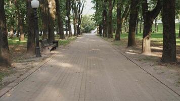 An empty footpath in a summer park movement first-person view summer background 4k abstract video