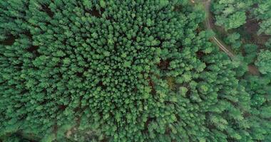 Aerial view of a forest with trees video