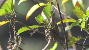 chameleons or calotes on trees. Calotes is an invasive animal in Indonesia. video