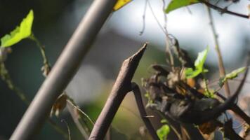 chameleons or calotes on trees. Calotes is an invasive animal in Indonesia. video