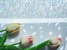 Artificial tulips on window reflection for minimalist background photo