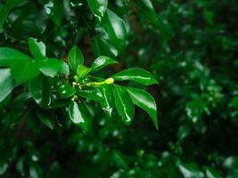 Fresh green leaves on rainy day for nature and environment background photo