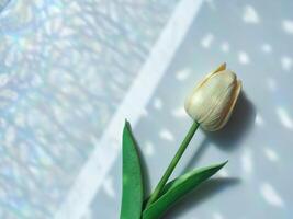 Artificial tulips on window reflection for minimalist background photo