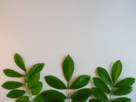 Fresh green leaf frame on white background for spring copy space. photo