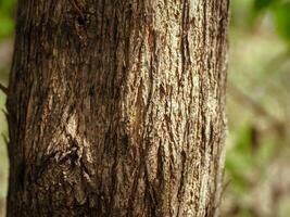 Tree bark texture in summer garden, close-up for natural background. photo