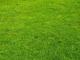 Fresh lawn texture at the garden for a natural background photo