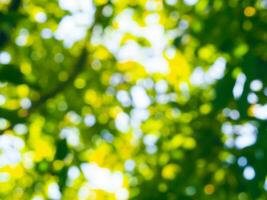 Blurred trees in the garden for a nature background photo
