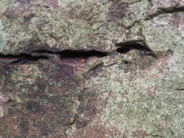 Stone texture in the forest for an organic nature background. photo