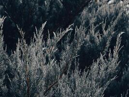 Close-up shot of creeping pine leaves in a mountain garden photo
