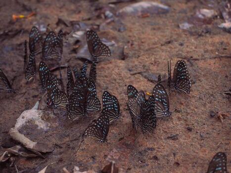 Flock of beautiful butterflies in the forest photo