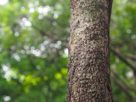 Close-up tree texture in forest area copy space about nature photo