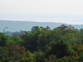 Trees in the forest for background about environment nature conservation photo