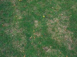 Green grass texture in the rainy season at the garden photo