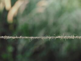 Brown rope on blurred grass background in the garden for copy space photo
