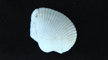 White clam shell on black background, close up photo