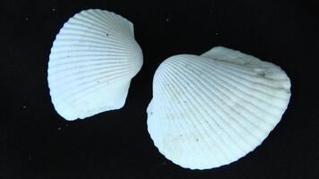 White clam shell on black background, close up photo