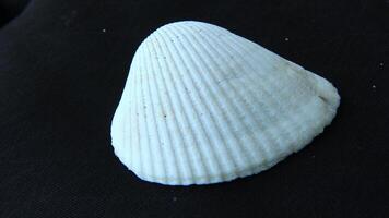 White clam shell on black background, close up photo