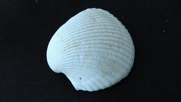 White clam shell on black background, close up photo